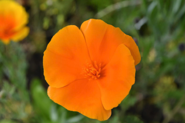 Orange Flower