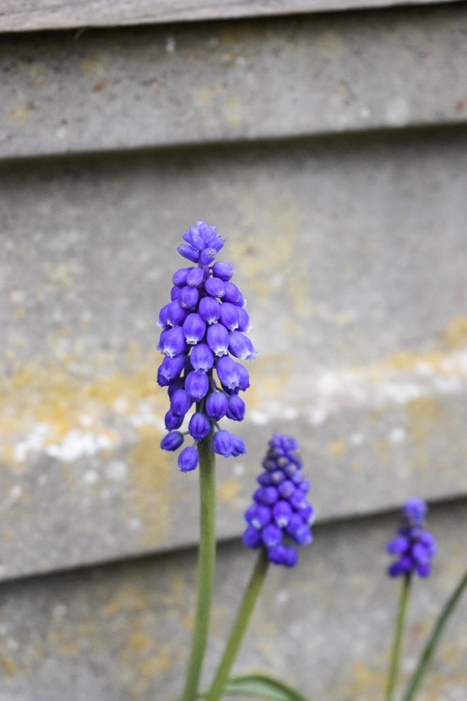 Our spring garden | Nikon D5300