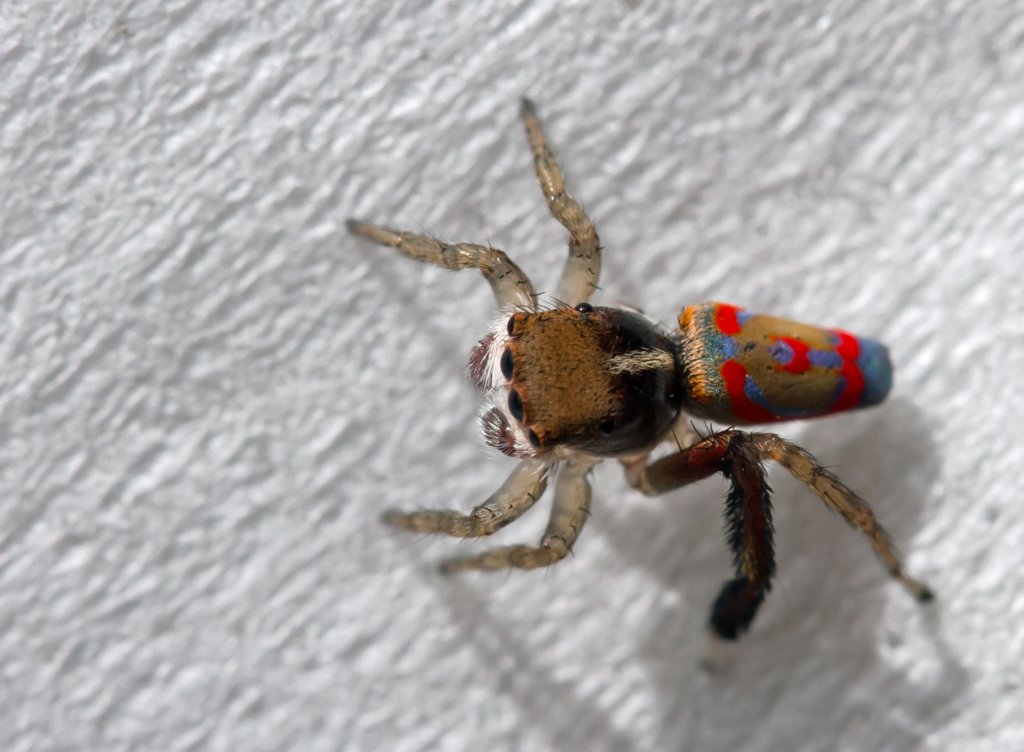 Peacock Spider. Maratus pavonis.