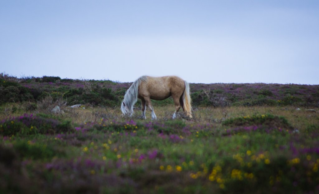 Pembrokeshire Wild Pony