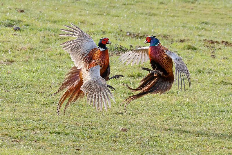 Pheasants battling