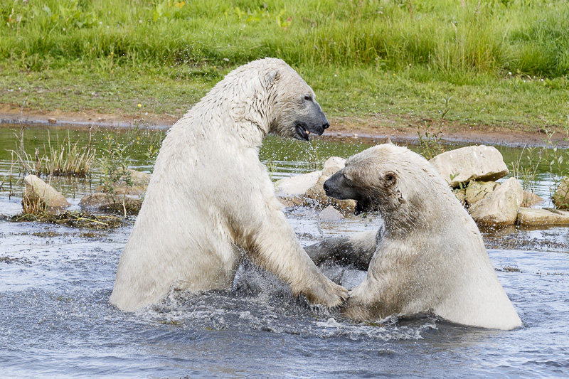 Pixel & Nissan at YWP