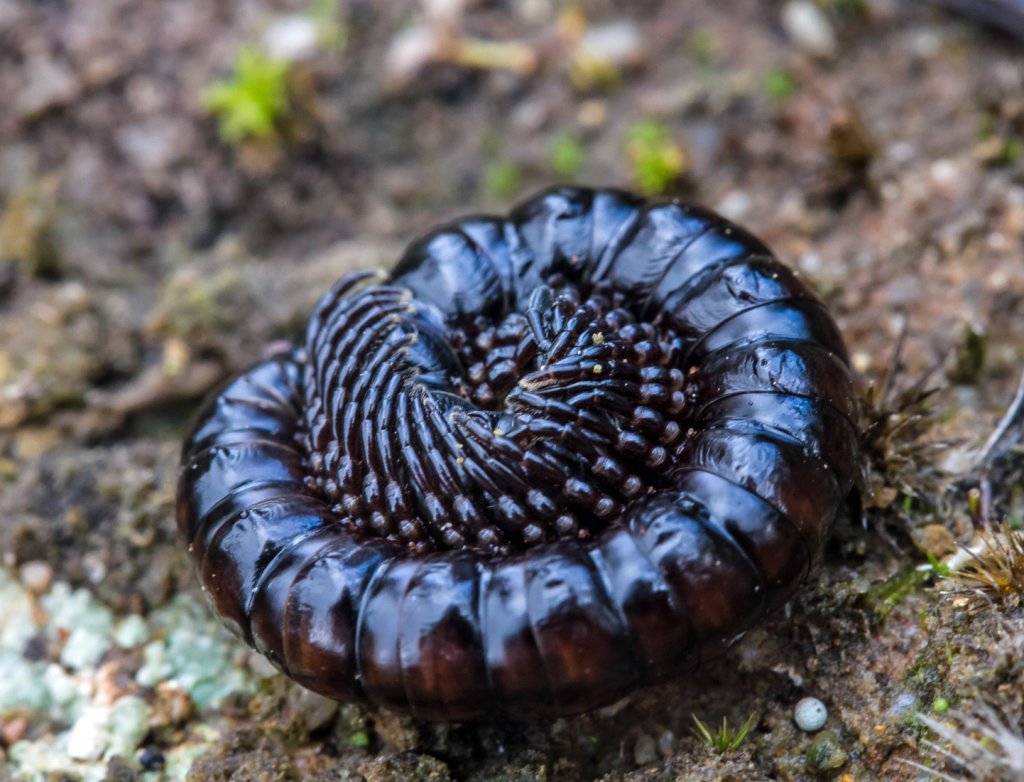 Portugese millipede..jpg