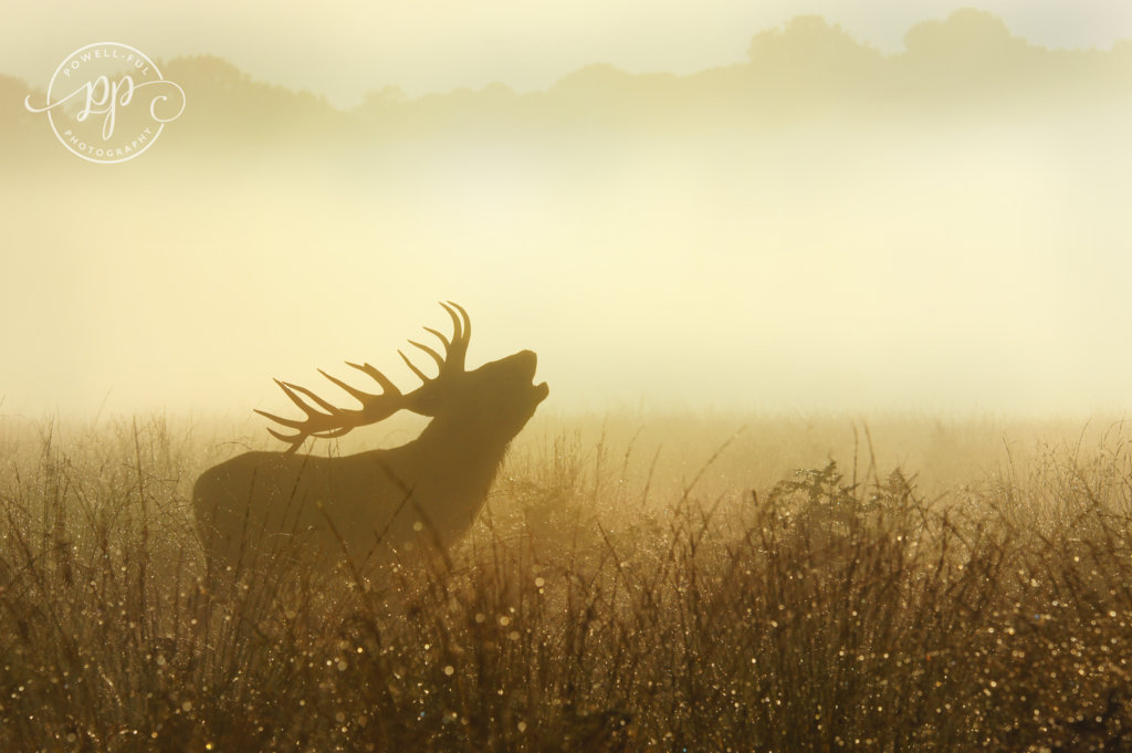 powell-ful_photography_stag
