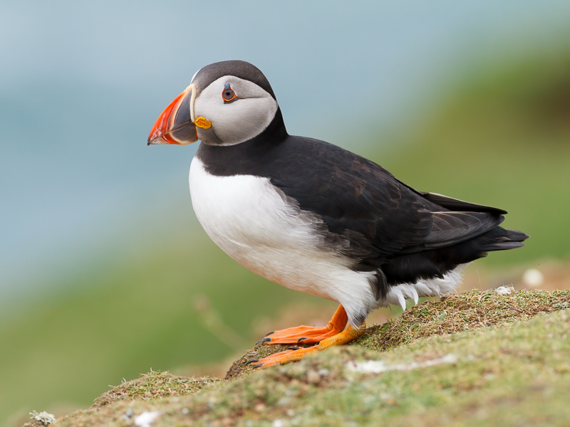 Puffin