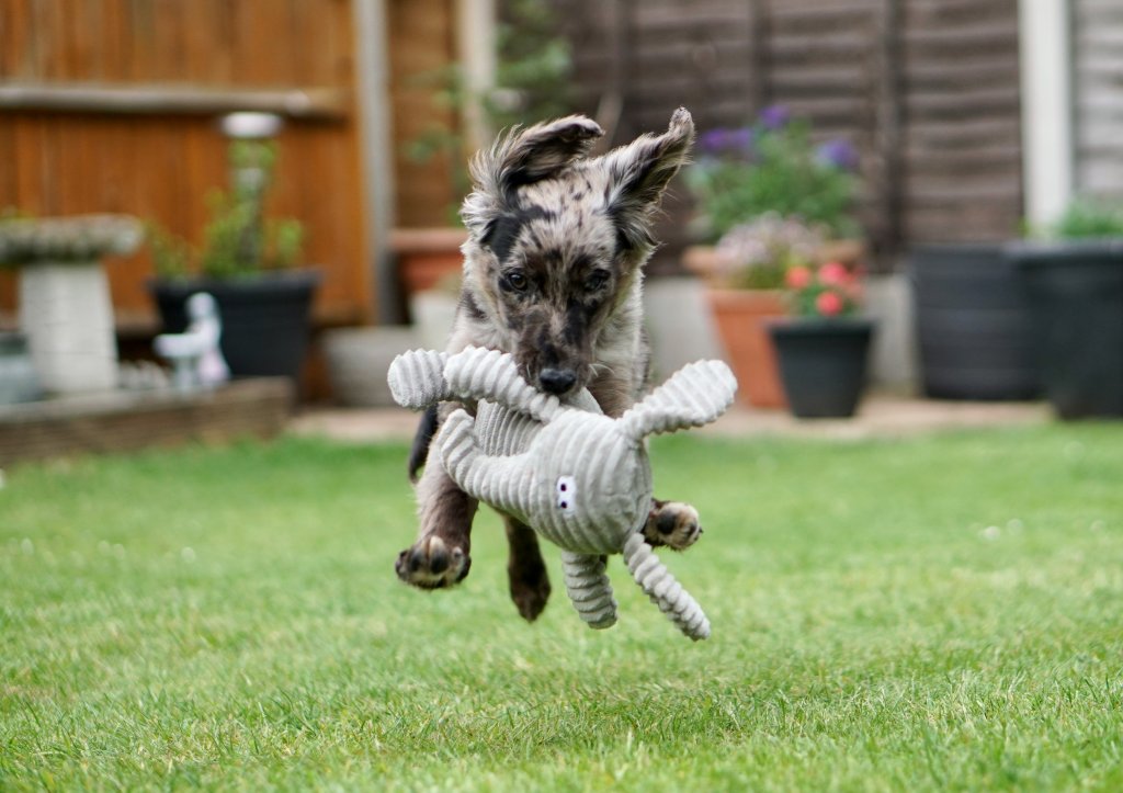 Puppy Power