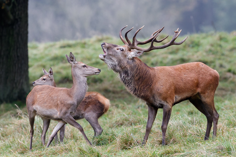 Red Deer