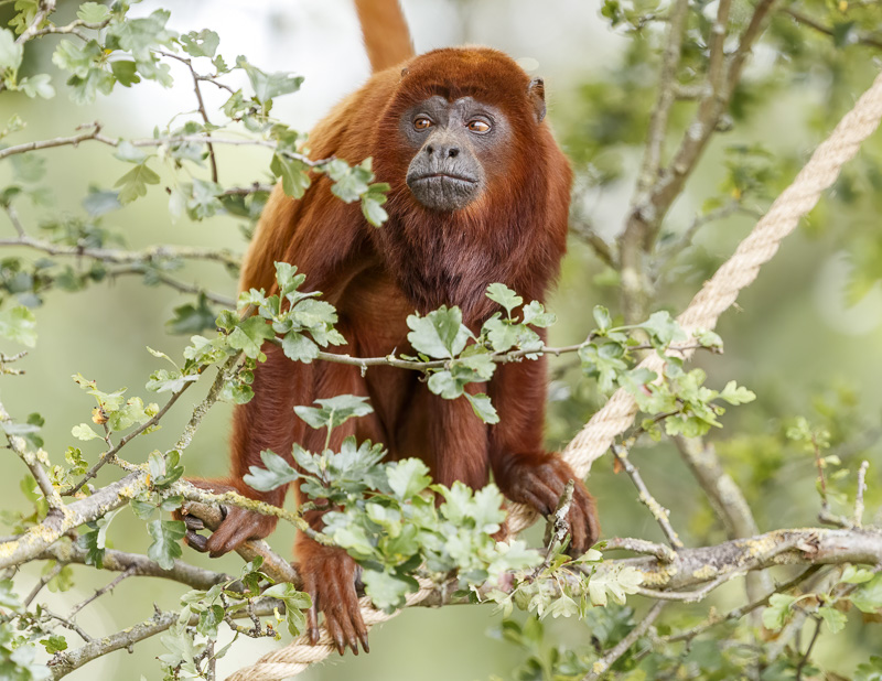Red Howler