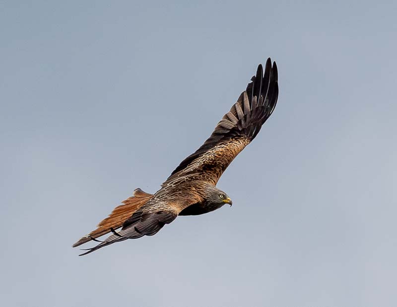 Red Kite