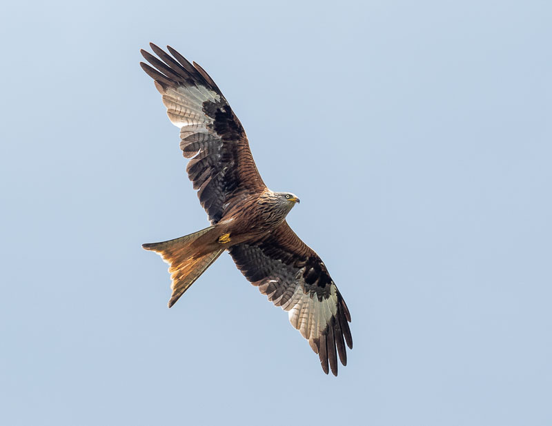 Red Kite