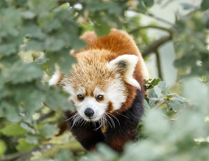 Red Panda @ YWP
