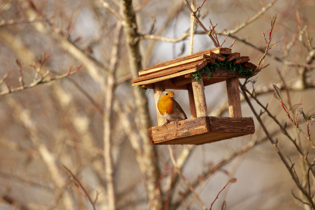robin3.jpg