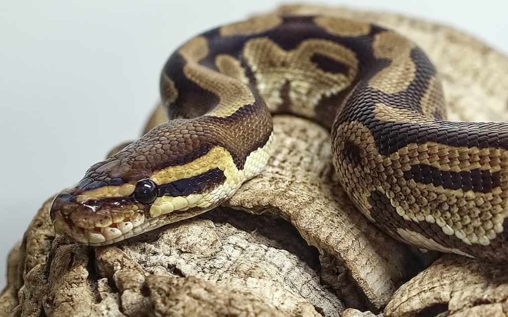 Royal Python.jpg