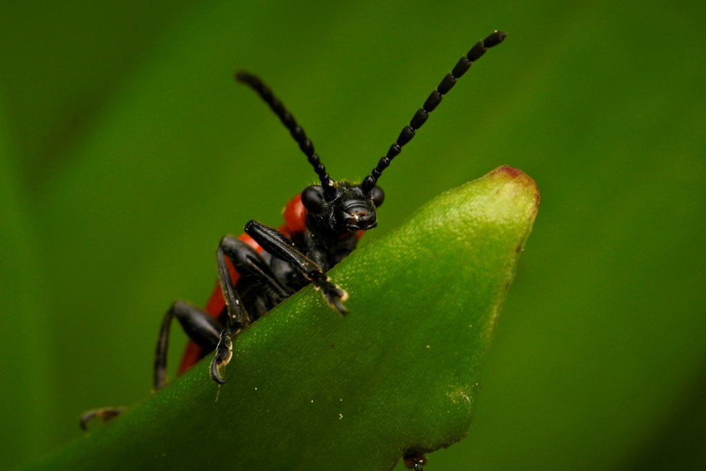 Scarlet Lily Bug
