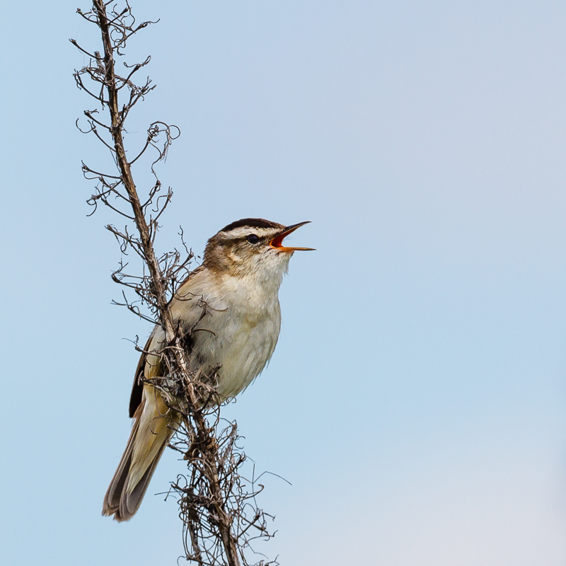Sedge Warbler