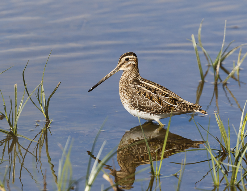 Snipe