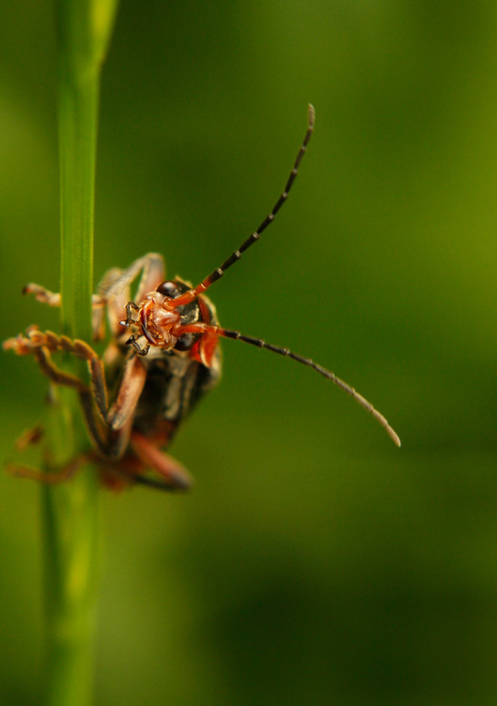 soldier-beetle-33-pixels-on-the-rocks.jpg