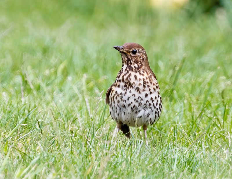 Song Thrush