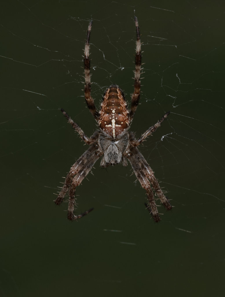 Spider 10 05Sep20 Small.jpg