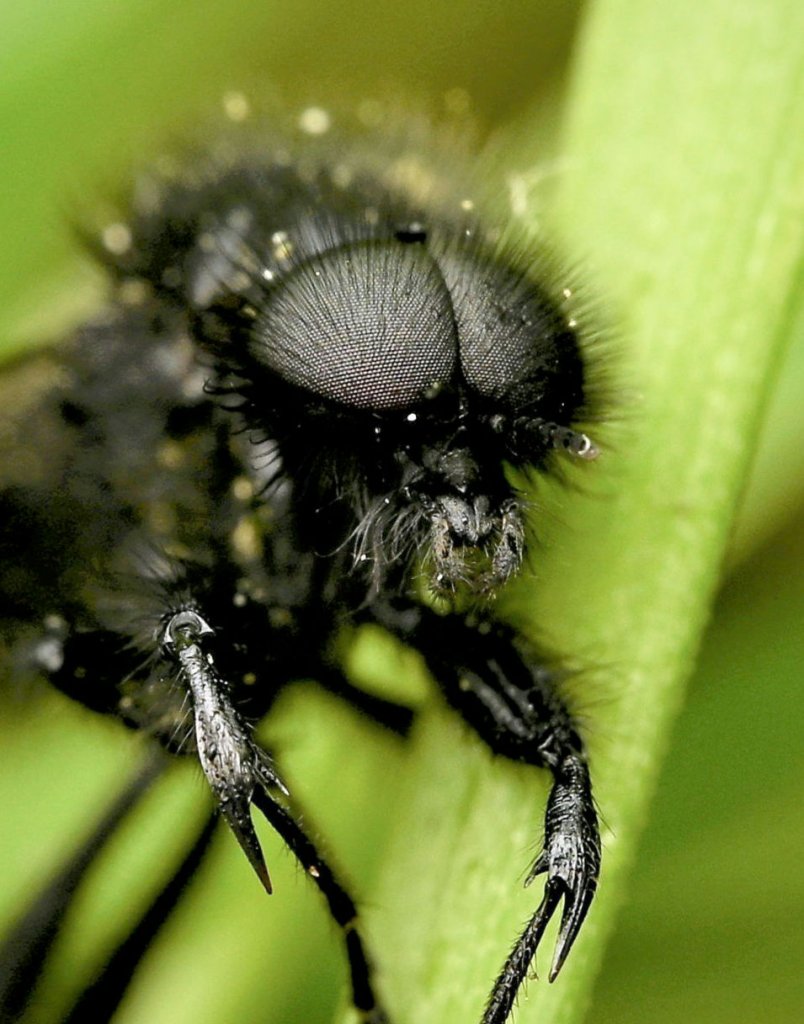St Mark's Fly