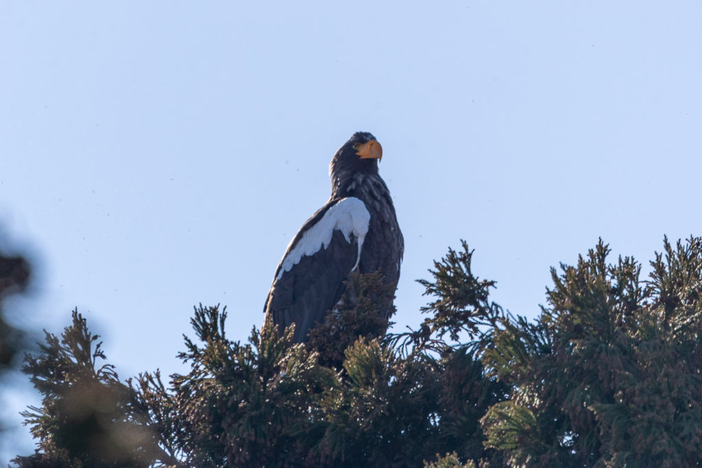 Steller's sea eagle