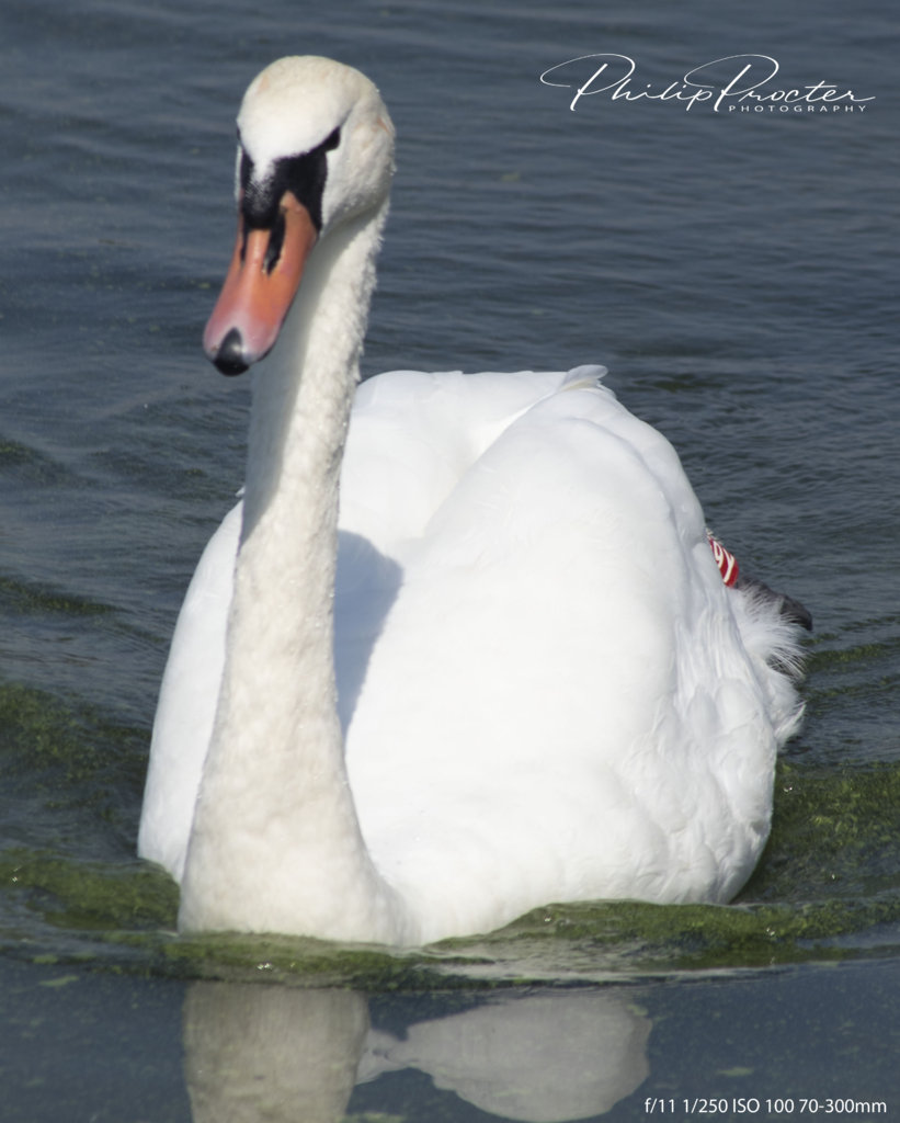 Swan.jpg