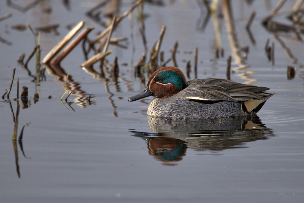 Teal 200206 02.jpg