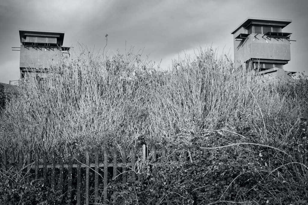 Through the long grass