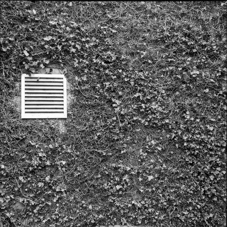 Vent and Ivy heavily downsampled.jpg