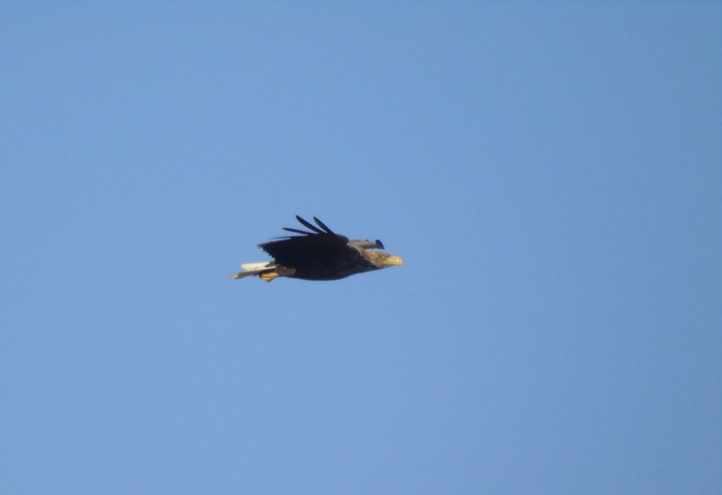 White-tailed eagle (Haliaeetus albicilla).jpg