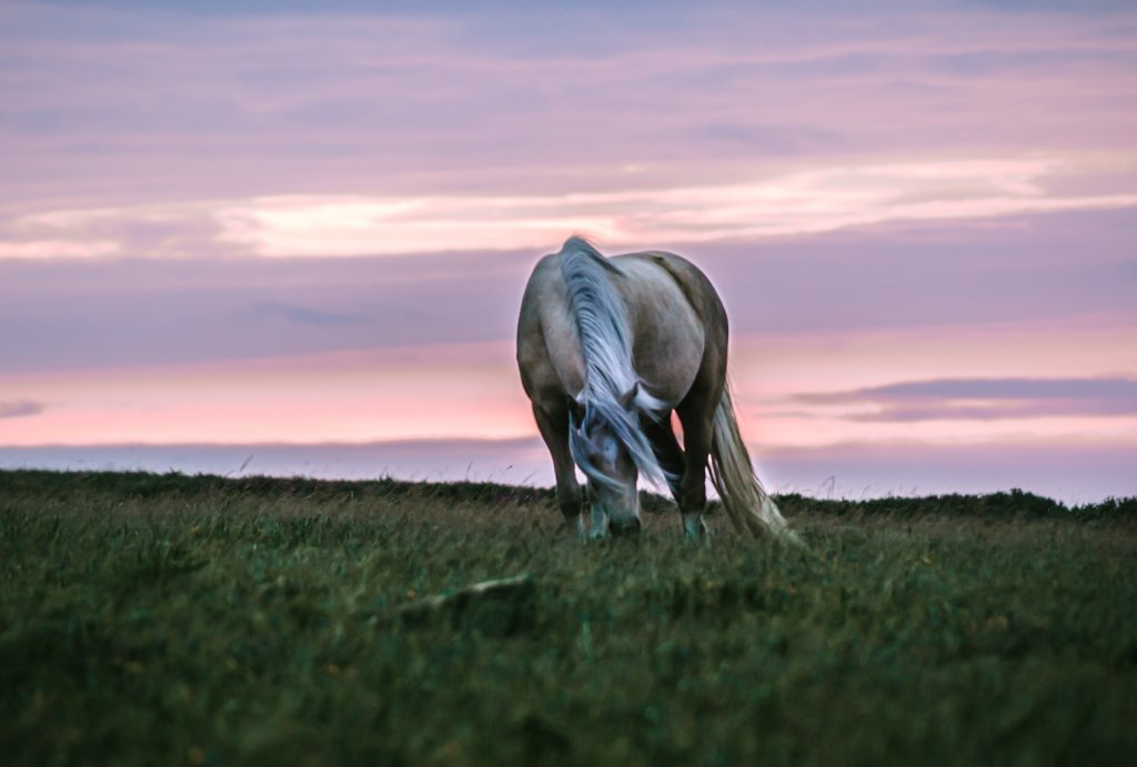 Wild Ponies in Pembrokeshire