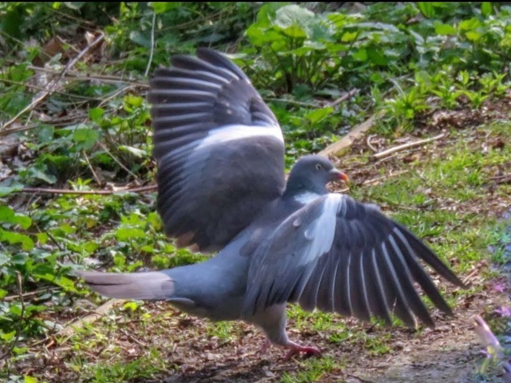 Wood Pigeon