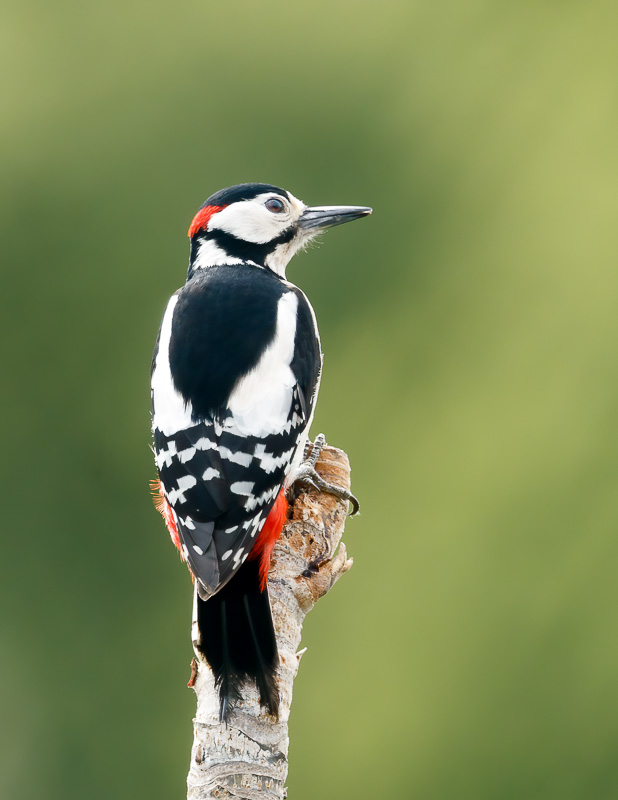 Woodpecker (male)