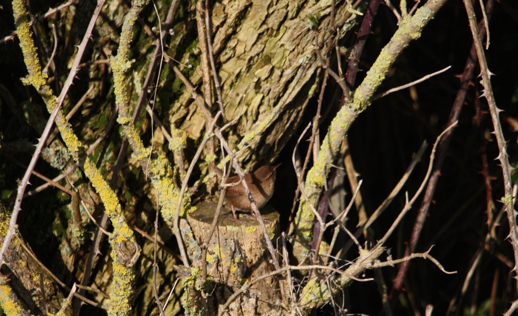 Wren