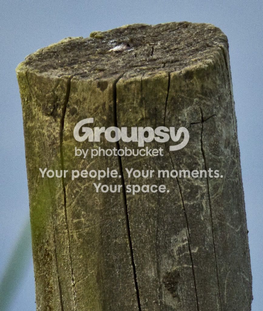 600mmcropupsizedto800mm.jpg