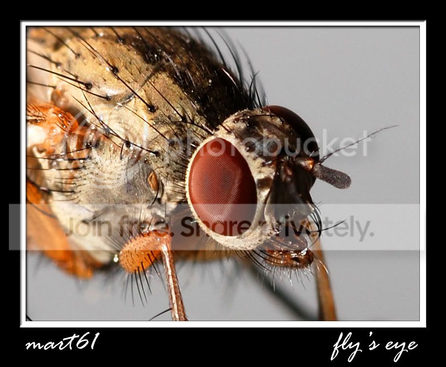 FlysEye.jpg