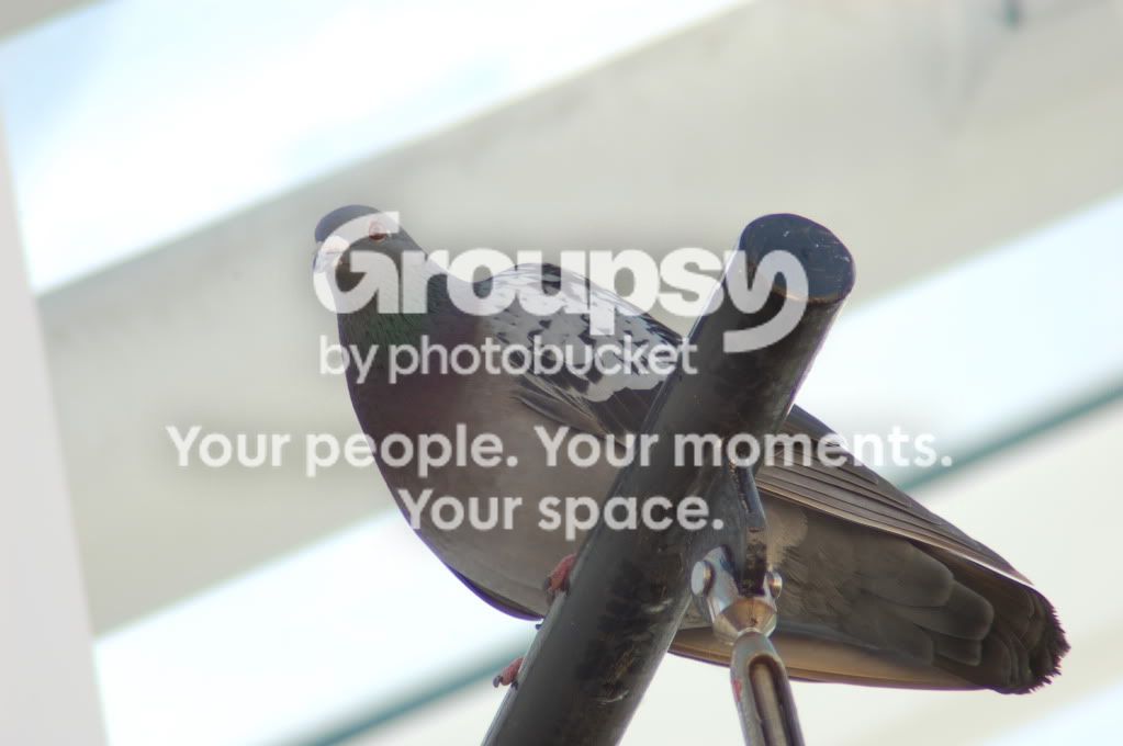 Teleconverter008.jpg