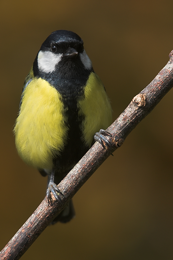 Great_Tit_March_2010_05_by_Zoundz.jpg