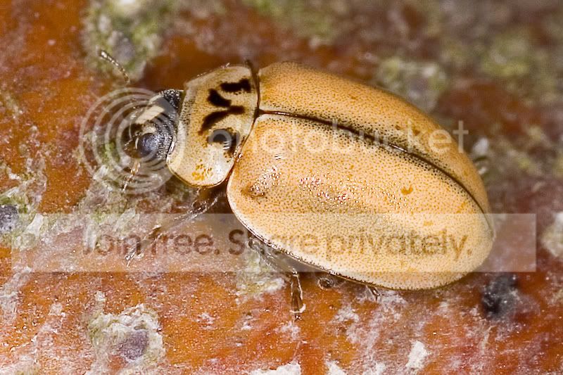 Ladybug-1.jpg