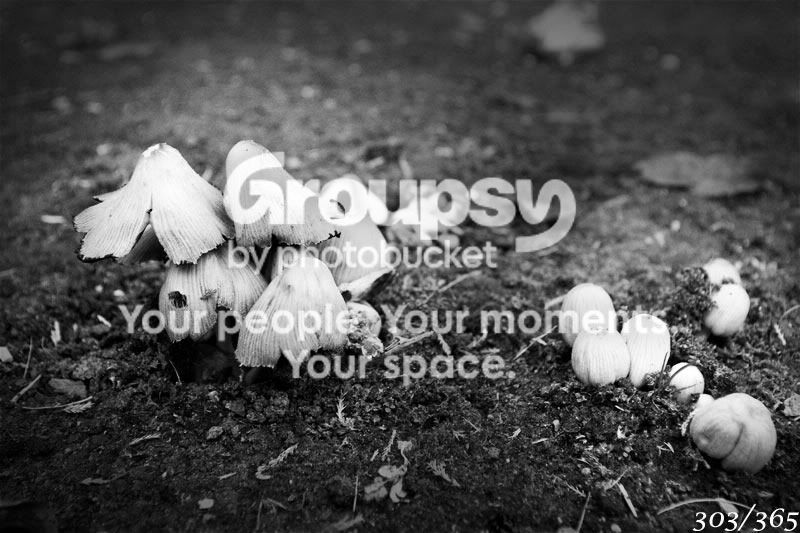 365_303.jpg