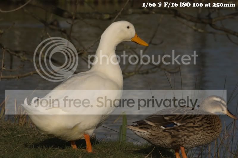 infowhiteduck.jpg
