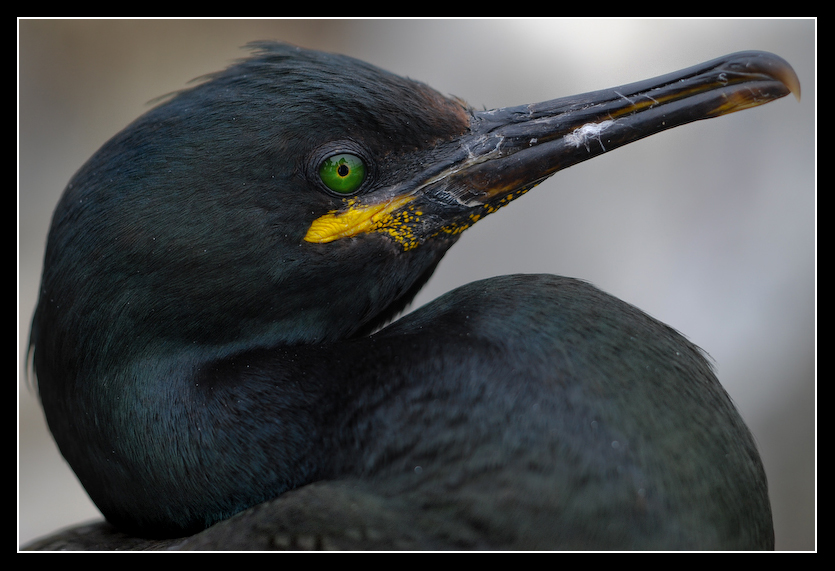 Pretty_green_eye_by_MessiahKhan.jpg