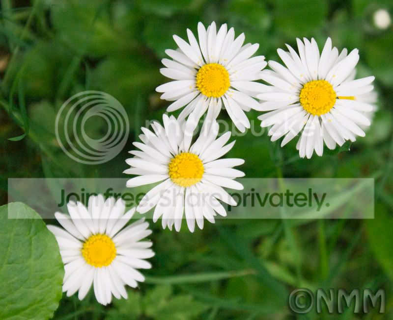 daisies.jpg