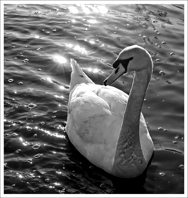 Swan_Copy2_by_neoweb.jpg