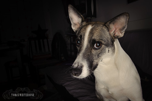 4380327516_59568d3f1f.jpg