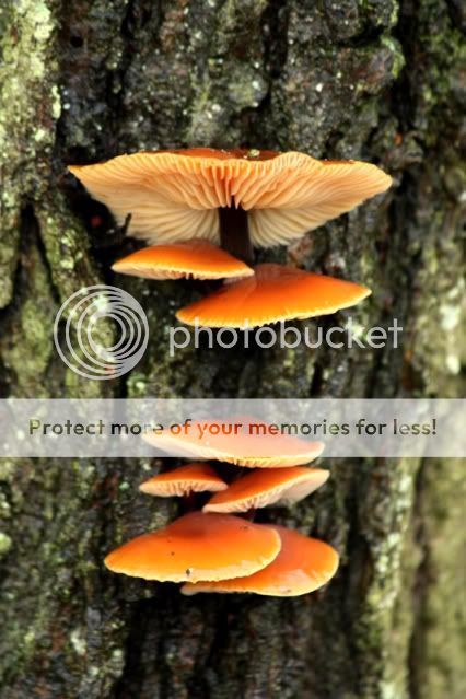 Fungi6-Copy-1.jpg