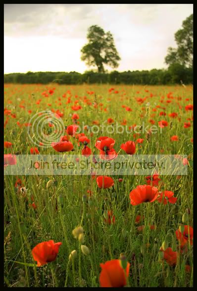 poppies.jpg