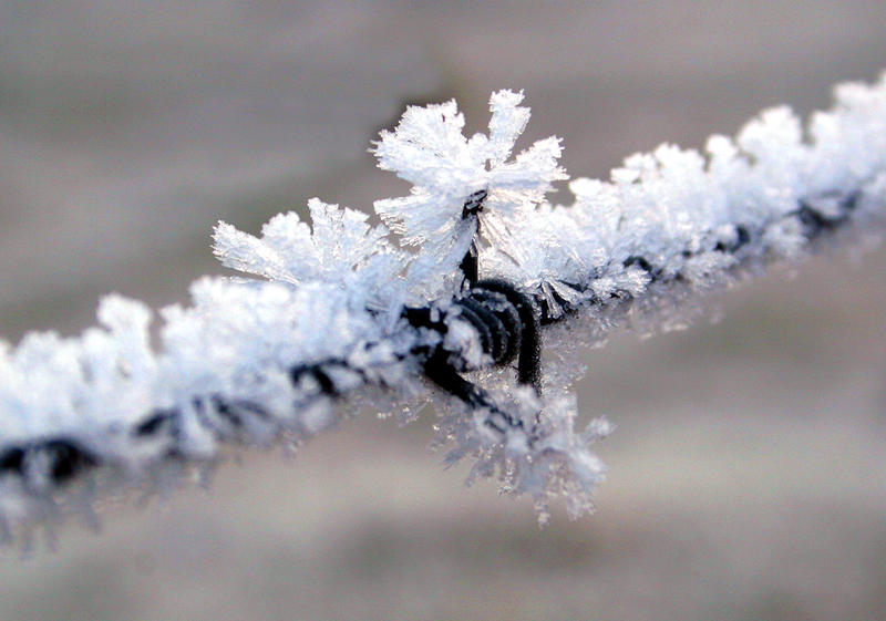 Heavy_frost_on_Barbed_wire__by_MiqeMorbid.jpg