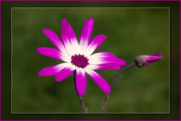 pink_daisy_1_by_AngiNelson.jpg