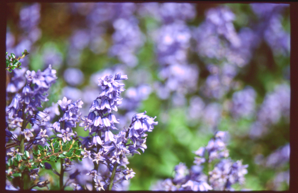 Velvia_50019_2.jpg
